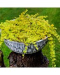 Швидкорослий ґрунтопокривний багаторічник Aurea